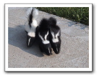 skunks 039
